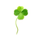 Four-Leaf Clover